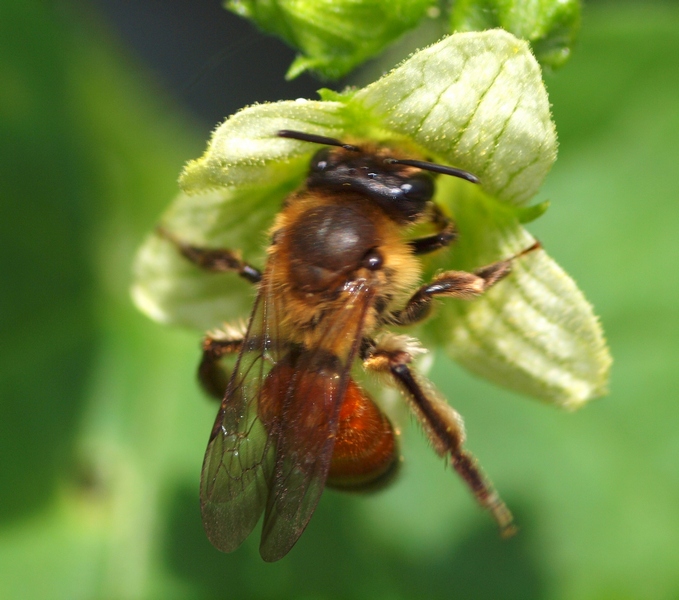 Andrena florea?